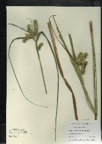 Carex comosa image