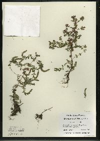 Hypericum boreale image