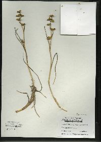 Scheuchzeria palustris image