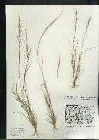 Aristida longespica image