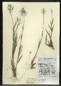 Dichanthelium acuminatum subsp. columbianum image