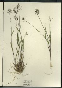 Dichanthelium acuminatum subsp. columbianum image