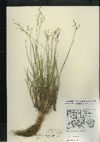 Dichanthelium depauperatum image