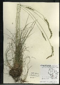 Festuca rubra image