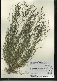 Eragrostis pectinacea var. pectinacea image