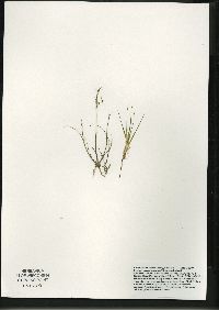 Juncus pelocarpus image