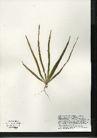 Vallisneria americana image