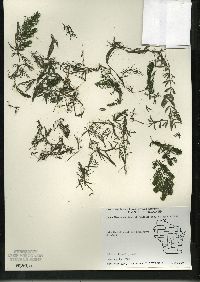 Ceratophyllum demersum image