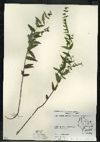 Scutellaria galericulata image