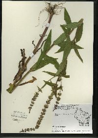 Stachys palustris image