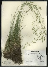 Festuca rubra image