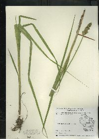 Carex stipata var. stipata image