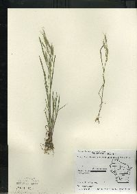 Bromus arvensis image