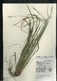 Oryzopsis asperifolia image