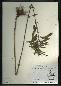 Urtica gracilis image