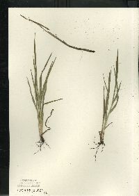 Paspalum setaceum var. stramineum image