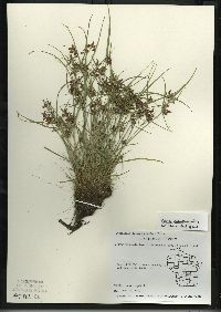 Cyperus diandrus image