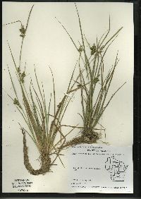 Carex viridula subsp. viridula image