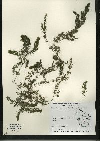 Ceratophyllum demersum image