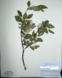 Salix planifolia image