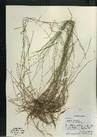 Poa nemoralis image