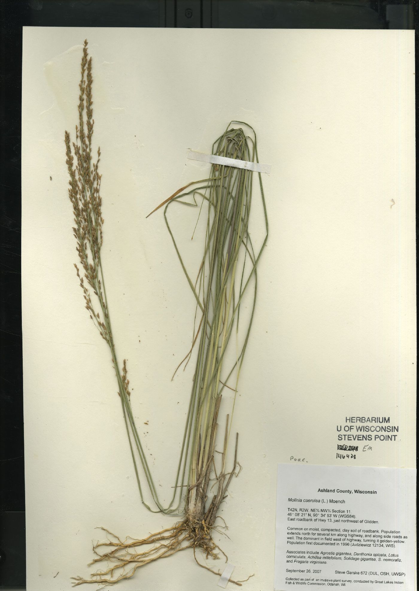 Molinia caerulea image