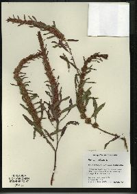 Rumex fueginus image