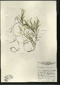 Potamogeton foliosus subsp. foliosus image