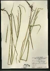 Glyceria canadensis image