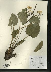 Caltha palustris image