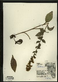 Solidago patula image