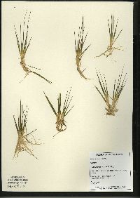 Juncus pelocarpus image