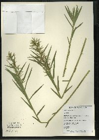 Dulichium arundinaceum var. arundinaceum image