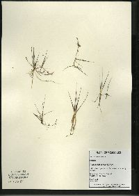 Juncus pelocarpus image