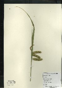 Carex comosa image