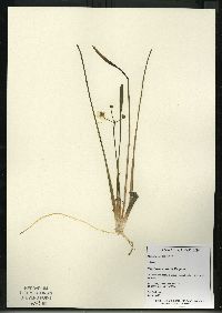 Sagittaria cristata image