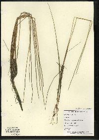 Eleocharis erythropoda image