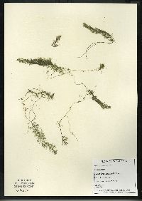 Utricularia intermedia image