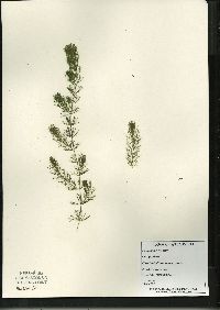 Ceratophyllum demersum image