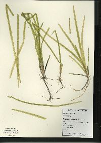 Vallisneria americana image