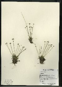 Eriocaulon aquaticum image