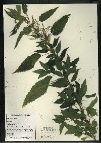 Urtica gracilis image