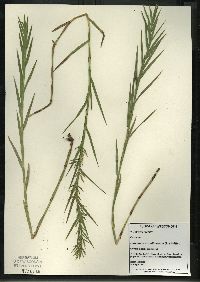 Dulichium arundinaceum var. arundinaceum image