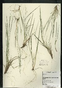 Dichanthelium linearifolium image