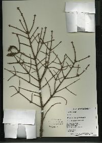 Picea mariana image