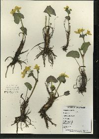 Caltha palustris image