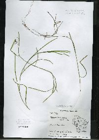 Heteranthera dubia image