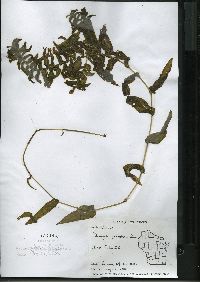 Potamogeton richardsonii image