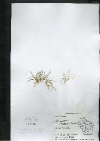 Schoenoplectus subterminalis image