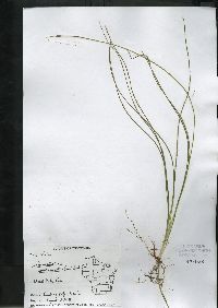 Schoenoplectus subterminalis image